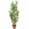 EUROPALMS Bamboo with natural stalks, artificial plant, 150cm