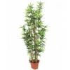 Europalms bamboo with natural stalks, artificial plant, 205cm