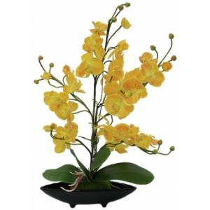 EUROPALMS Orchid Arrangement EVA, yellow