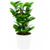 Europalms green leaf plant, 30cm