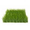 Europalms artificial grass tile, sun,