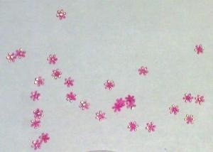 Flori mici roz