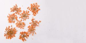 Flori uscate - portocalie 14