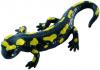 Bullyland figurina salamandra patata  - 11 cm