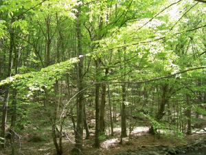 2000ha de padure, pasune pentru fond de vanatoare sau agrement