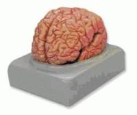 Mulaj creier 9 componente
