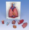 Mulaj laringe-plamani-inima (7