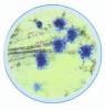 Set lame bacterii, fungi , licheni, sporulate - 15