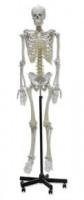 Mulaj schelet uman 170cm cu stativ nivel gimnaziu