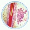 Set lame zoologie vertebrate , inclusiv mamifere - 24 lame