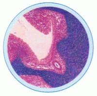 Set lame embriologie si dezvoltare in regnul animal -10 lame