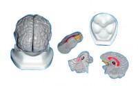 Mulaj creier 3 componente