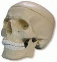Mulaj craniu uman - anatomie