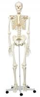 Mulaj schelet uman 170 cm pentru universitati medicale