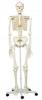 Mulaj schelet uman 170 cm pentru universitati