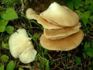 Ciuperca pleurotus