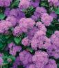 Ageratum Hybrid