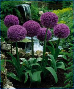 Allium Rosenbachianum