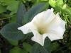 DATURA