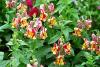 Antirrhinum