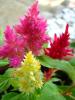 Celosia cristata