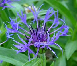 Centaurea Cyanus