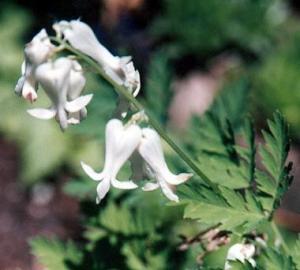 Dicentra Formosa