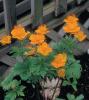 Trollius