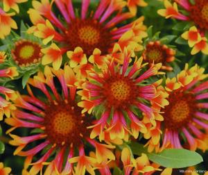 Gaillardia