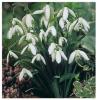 Galanthus