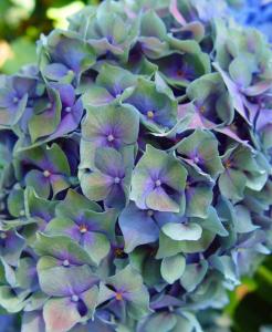 Hydrangea