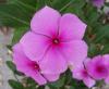 Catharanthus