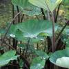 Colocasia