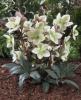 Helleborus