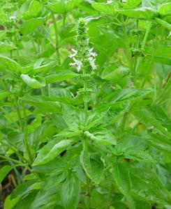 Ocimum basilicum