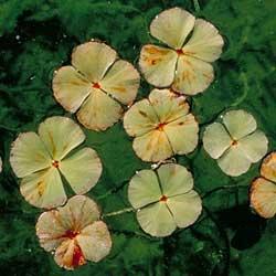 Marsilea