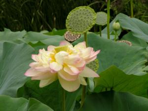 Nelumbo lutea