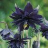 Aquilegia