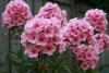 Phlox