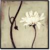 Ivory blossom