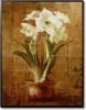 White amaryllis on bronze