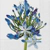 Servetel decorativ 'agapanthus'