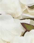 Petale de trandafir- culoarea cream/ivory