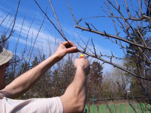 Taieri specifice "in uscat" la pomi fructiferi si alte categorii de plante