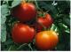Seminte de tomate semideterminate
