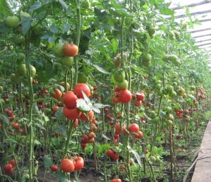 Seminte legume tomate