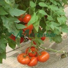 Kiveli F1 - seminte de tomate