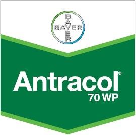 Fungicid ANTRACOL 70WP