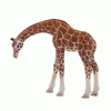Girafa B