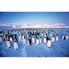 1000 hq - colonie de pinguini